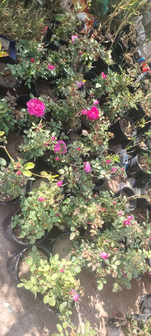 السلام عليكم يتوفر لدينا انواع الشتل الورد الجوري والورد الجهنمي والورد الياسمين وانواع المتسلق والورد الراسقي والورد شوك البحر انواع اشجار الفاكه عنوان المشتل واسط قضاء الاحرار الحسينيه بصف موكب المختار صف علوان ابو دهن مقابل عباس ناصريه


**إذا كنت صاحب هذا الإعلان وتريد حذفه لأي سبب، رجاءا أرسل رسالة إلى الدعم الفني**