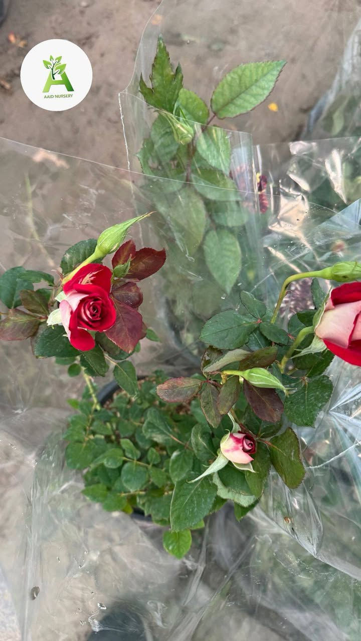 تم بعون الله وصول وجبه جديده من نباتات الخارجية. ورد جوري ايراني.جهنمي قزمي . استرا . عنوانا الجمعيه الأولى قرب مدرسه الفرزدق أو مقابيل فالح الوكيل


**إذا كنت صاحب هذا الإعلان وتريد حذفه لأي سبب، رجاءا أرسل رسالة إلى الدعم الفني**