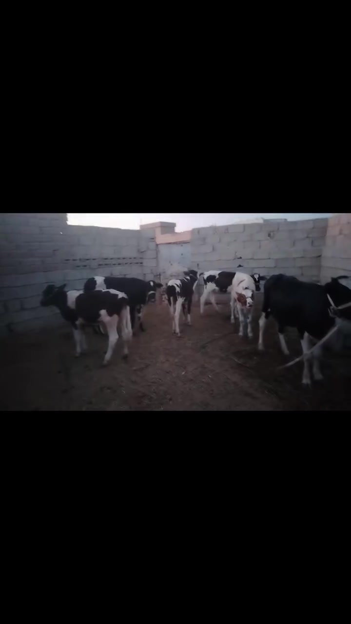 السلام عليكم حوليات وباجير البيع ***********
