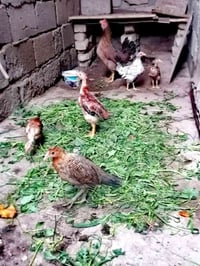 دجاجه وراهه 5طيور العمري 3اشهر اكبار السعر 30 واتساب 07810516102
