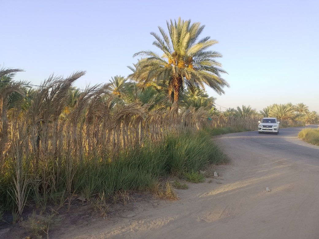 السلام عليكم يوجد لدينا 4دونم للبيع طابو زراعي سند 25 المكان بابل شارع الامام بكر عليه السلام قرب مقام نبي الله ابراهيم الخليل ع بل ضبط على شارع خدمات موجوده مامتواجد عل انتر نت الاستفسار تصال ***********
