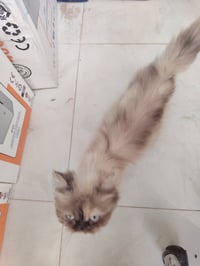 بزونه • الليفة • مجانا