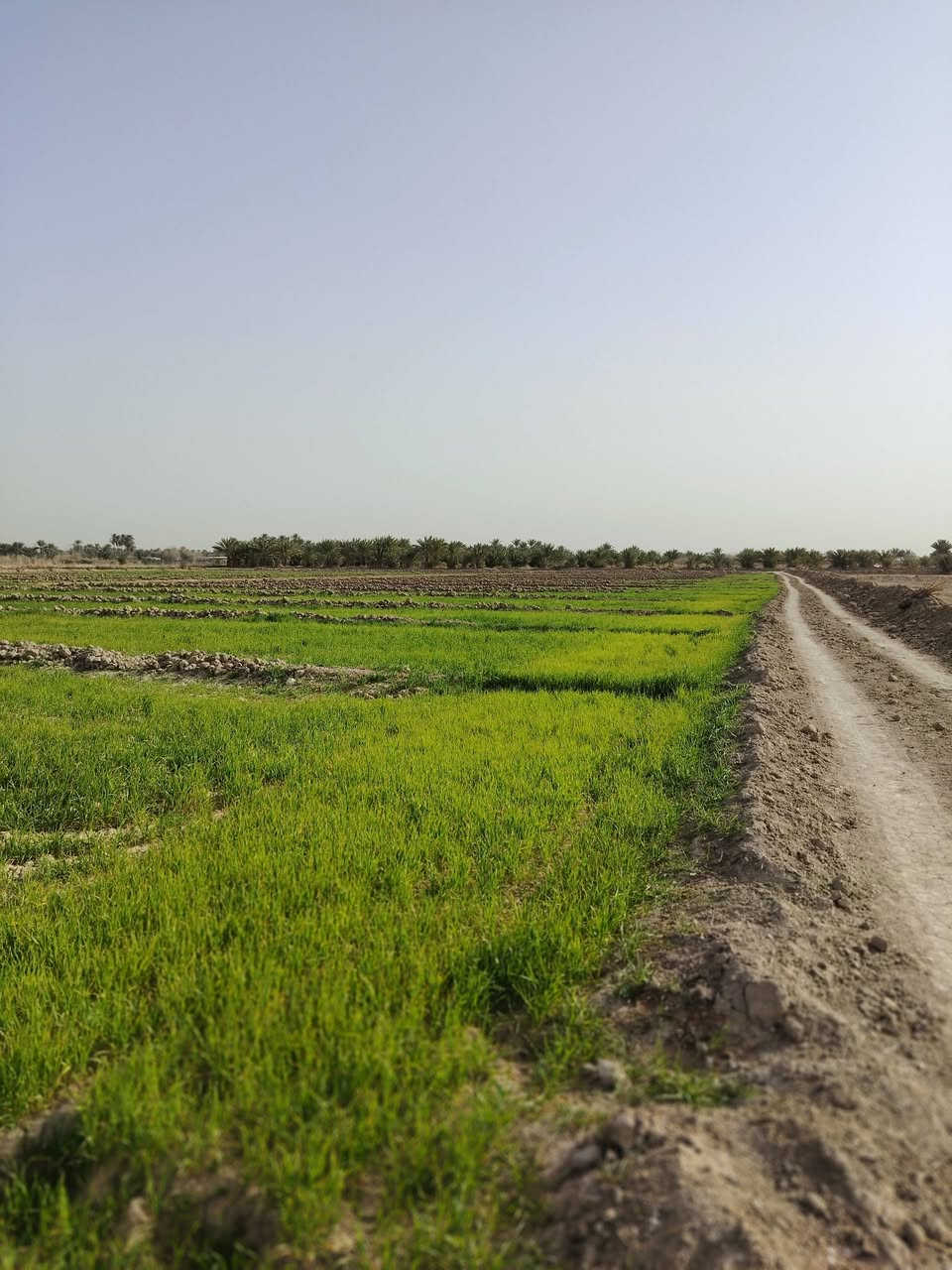 سلام عليكم مزرعه للبيع المساحه 10دونم عقد 24 مجدد بسمي طريق كربلاء نجف عامود 430 جهة الحسينيات  تبعد عن شارع العام كيلو ونص بيه ماي اساله وبير سعر الدونم 15
***********
