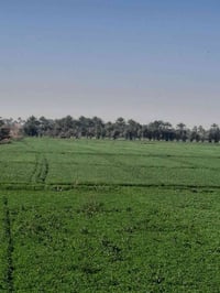 الصويره • دونمين سند ٢٥ • شاطئ نهر دجلة