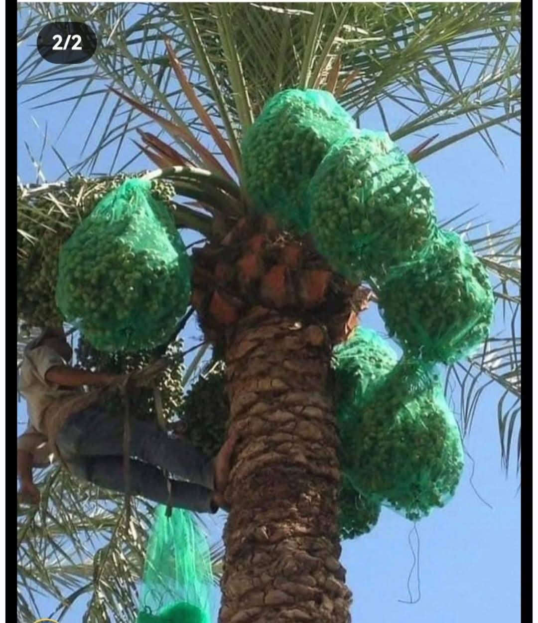 تم وصول 

اكياس تغليف عثوق النخيل

⭕نوعية ممتازة 
مصنوع من مادة بولي اثيلين عالي الكثافة HDPE
فتحات صغيره جداً لتحافظ على العثوق من الحشرات 

 وسط 70 سم * 90سم  

توجد بلون الاخضر

الفوائد تكميم عثوك النخيل

🔺المحافظه على حيويه الثمار وحمايتها من الظروف الخارجيه 
🔺تقليل فقدان الرطوبة من الثمار 
🔺حمايه المنتج من الاصابه بحلم العناكب 
🔺تقليل تأثير الاصابه بحشرة الدوباس ومخلفات الحشرة 🔺تقليل تأثير اشعه الشمس على المنتج
🔺منع تلوث المنتج بالاتربه الخارجية 
🔺منع تأثير الطيور والحشرات والزنابير على المنتج 
🔺المحافظه على الثمار المتساقطه في مرحله النضوج وتتجمع في أسفل الكيس وعدم تساقطها على التربة
🔺  سهولة جني المحصول، فتقطع العذوق داخل الأكياس وتنقل إلى أماكن نظيفة.

🔺 توفير في تكاليف الأيدي العاملة اللازمة لجني الثمار

ويمكن تكميم عثوق النخلة وترك واحد او اثنين من العثوق للعصفور والطير والحيوانات لتعم البركة في المحصول ..

🔴يوجد توصيل لجميع محافظات العراق

للحجز ارسال الرقم و العنوان و العدد على الخاص الماسنجر  او الوتساب 
*********** 

#اكياس #نخيل #اكياس_نخيل
