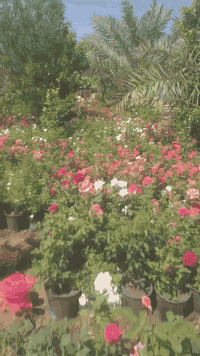 تشكيلة شتلات • أشجار • للجملة