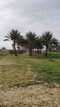 دونم ونص • على الشط • كهرباء وماء