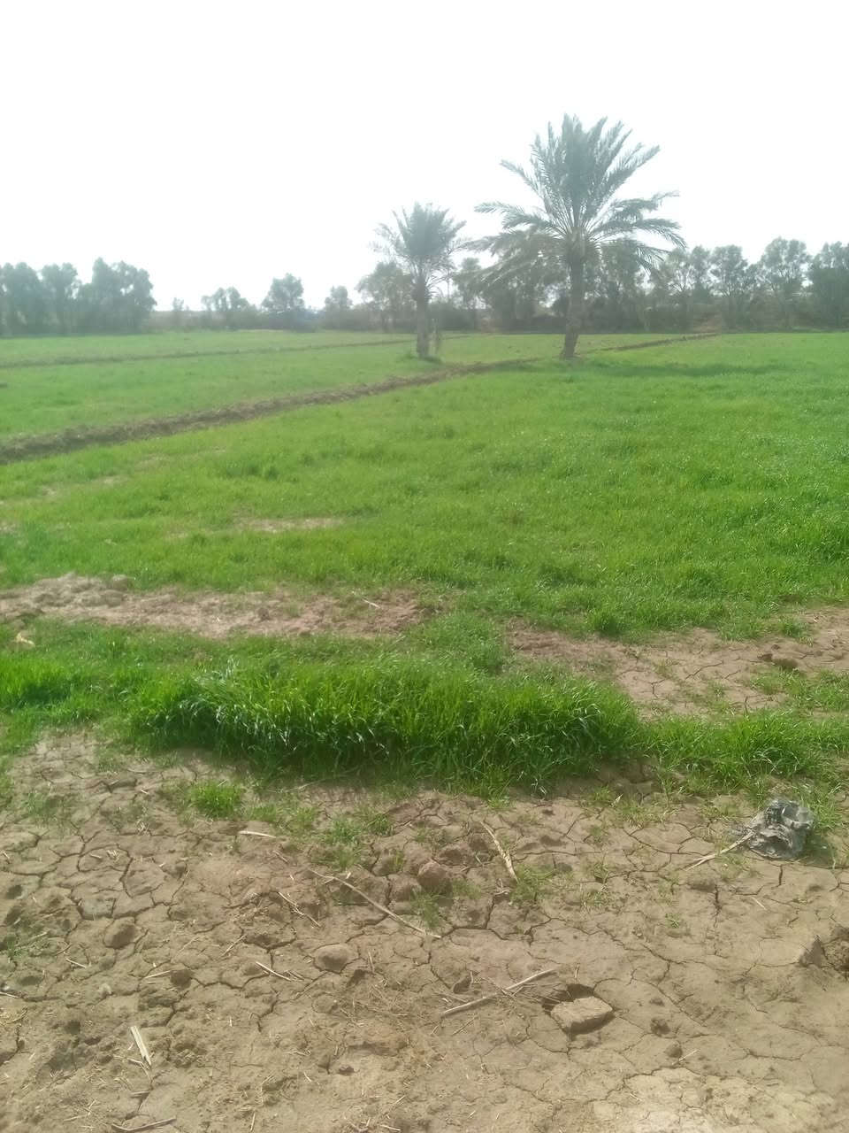 ارض زراعية للبيع مساحة تسعة (٩)دونم  مع بيت جاهز للسكن متوفر كافة الخدمات عنوانة اطراف الحي للاستفسار اتصال على الرقم التالي  ***********
