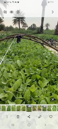 بزر باذنجان سوري • فلفل حار • بزر باميه بترا