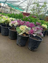 مشتل الروان • الشطرة • ذي قار