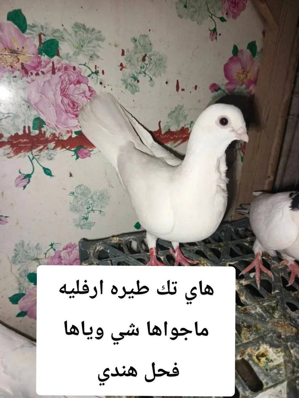 #متاح زوجين طيور مكاني الرمادي


**إذا كنت صاحب هذا الإعلان وتريد حذفه لأي سبب، رجاءا أرسل رسالة إلى الدعم الفني**