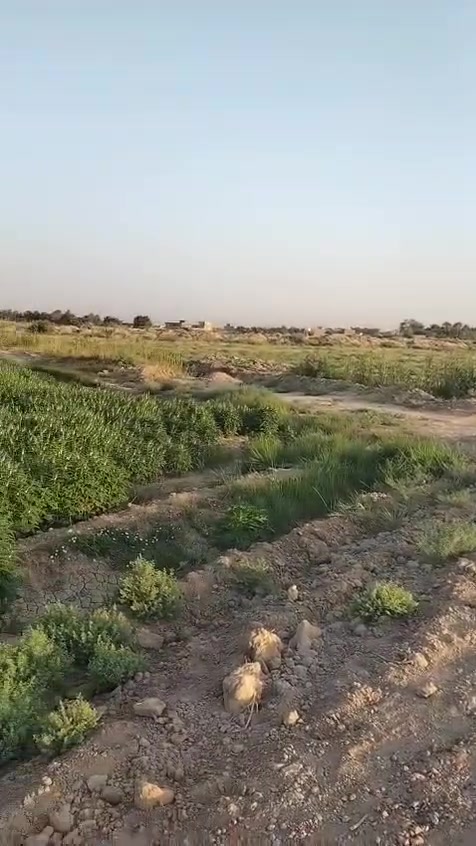 كاع البيع 20دونم يم جملون  بيه بيت جاهز
ماء متوفر بيه    حالين مزروعه سمسم
تصال عل رقم
 ***********
