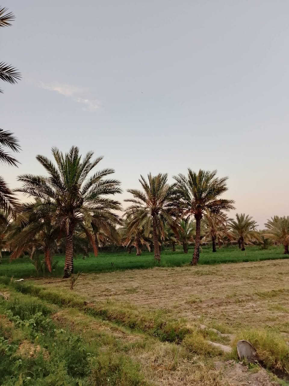 🏡 فرصة مميزة للبيع في المسيب 🏡
تتوفر قطع أراضٍ للبيع خلف الصناعة وقرب محطة الغسيل، بموقع مناسب للسكن والاستثمار.

✅ مساحات متنوعة تبدأ من 1000 متر فما فوق. ✅ مخدومة بالكهرباء. ✅ مؤسّسة ومزروعة نخل. ✅ موقع هادئ وقريب من الخدمات.

📞 للتواصل والاستفسار: محمد الشمري *********** متوفر على واتساب.
