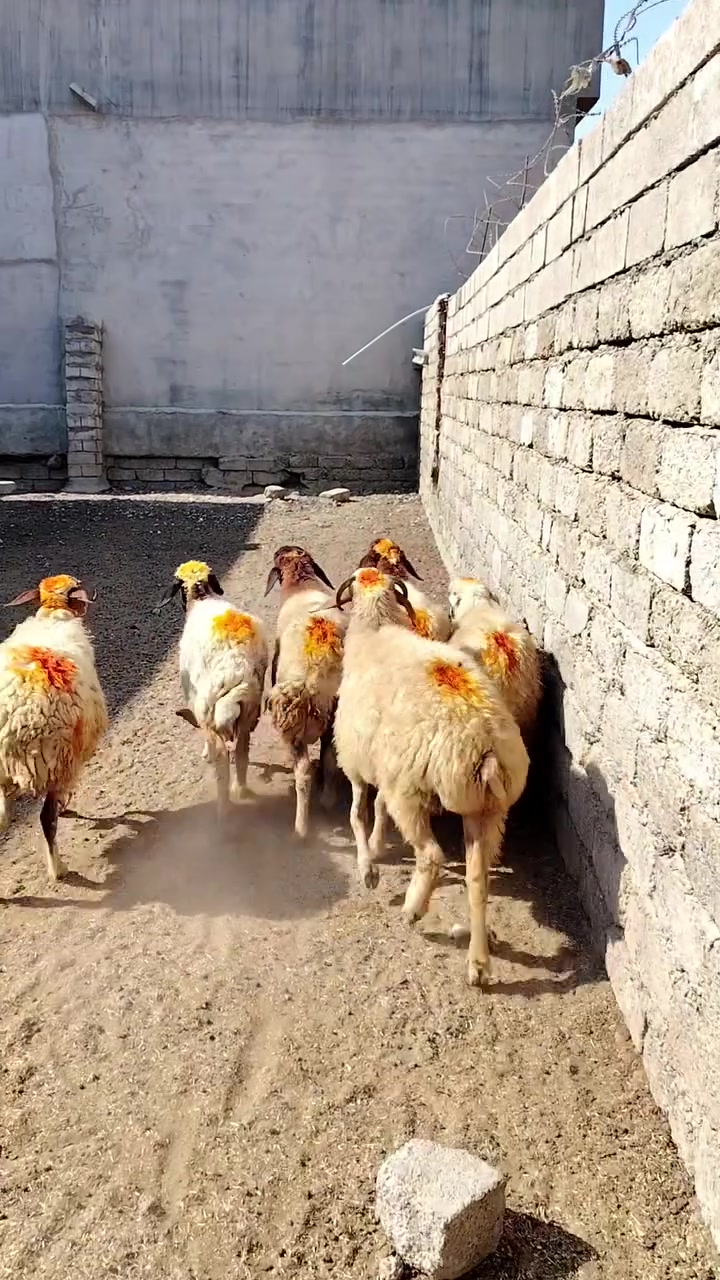 سلام عليكم
يوجد نعاج عشر وبيه محنيه ملات جنيه  مراح واحد المكان بيجي حي العصري الشراي يخابرني عله رقم ***********
