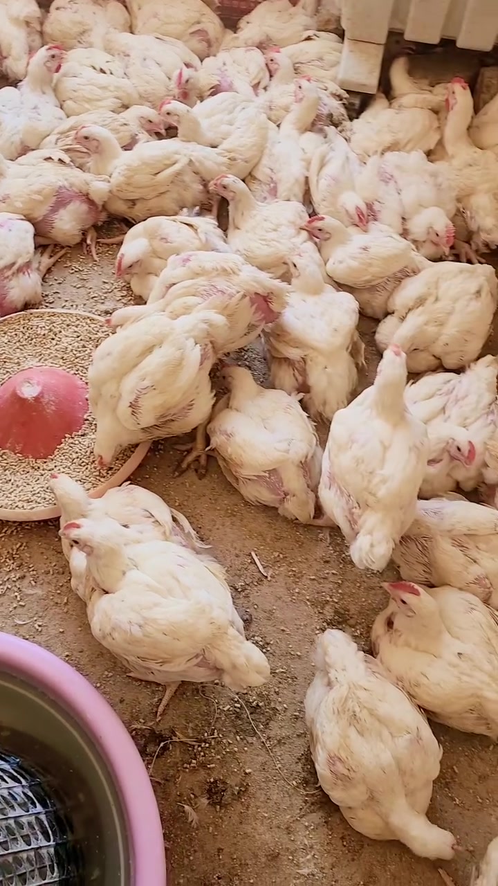 💰 أسعار اليوم للكيو الواحد💰
🐔 دجاج حي :3000دينار
🍗 أفخاذ دجاج : 5500 دينار
🥩صدر مسحب:7000دينار
🥩 صدور دجاج : 5500 دينار
🍖 أجنحة دجاج : 5000 دينار
🫀 أكباد دجاج : 5000 دينار
🍲 رقب دجاج : 1500 دينار

🚚 يتوفر توصيل لكل مناطق بابل
📲 للطلب والاستفسار واتساب /اتصال ***********
📍 العنوان :-  بابل - شارع ٦٠ قرب كنتاكي هاوس/توصيل مجاني_مجاني
