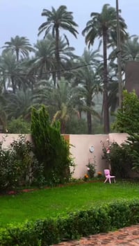 #ديكورات 🌺مشتل عطر الورد  🌺                                 👍يقدم لكم👍...