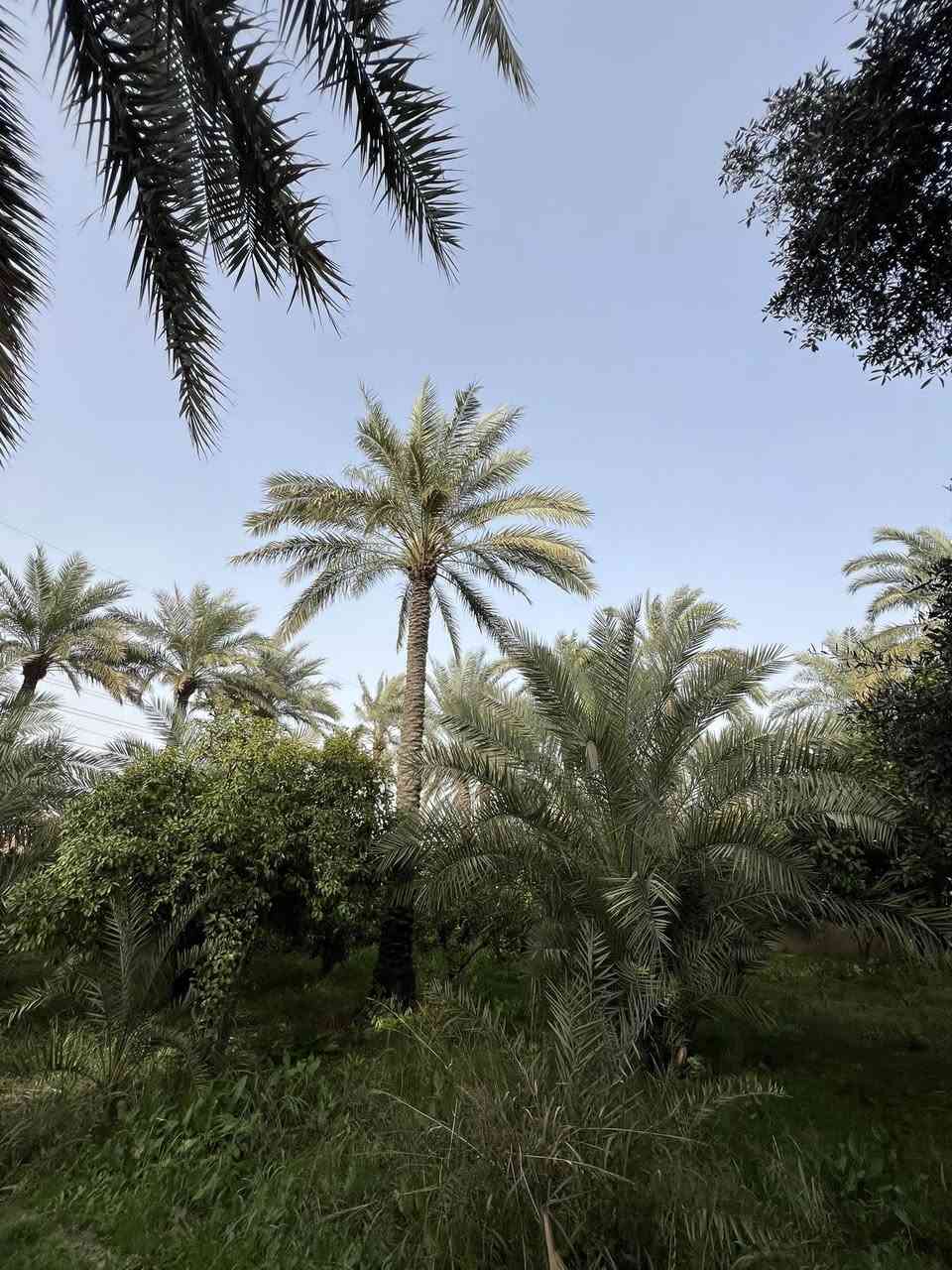 بستان للبيع المدائن الورديه  قرب مدرسة المسعودي مساحه 5 دونم واجه 50متر ونزال 250متر طابو ملك صرف تحتوي على اشجار نخيل وحمضيات وزيتون وجميع اشجار ودار استراحه موقع جدا مميز على تبليط خدمات كامله ماء اساله وماء سقي وكهرباء شارع جدا هادئ تصلح سكن او دار استراحه  جنس الارض طابو ملك صرف 
متوفر دوانم بكافة مساحات اي شخص عنده دوانم للبيع يتواصل ويانا استفسار اتصال او واتساب 
***********
