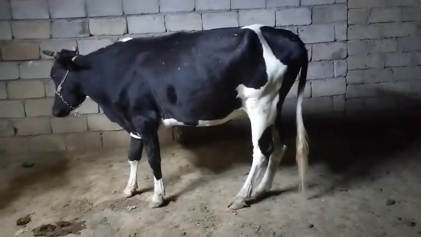 بگره اعشار أربعة أشهر ونص ثالث بطن ***********؛***********
