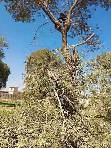 قطع لاشجار ولنخيل في بغداد كرخ ورصافه 
كادر محترف في   التقطيع
الشجار العاليه ولكبيره 
واتساب ***********،،
واتساب***********

@الجميع
