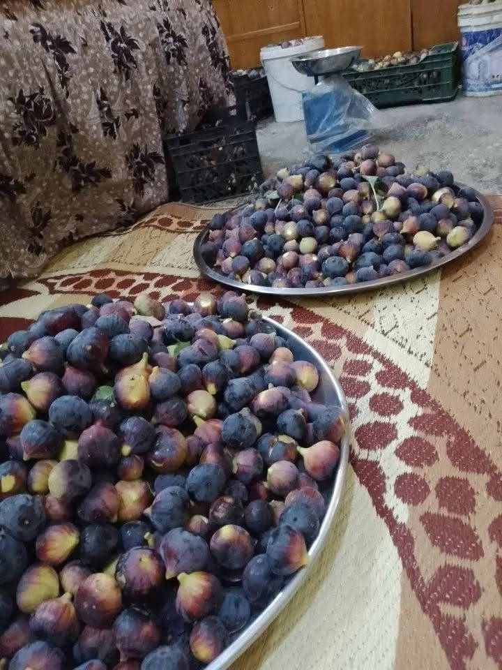 تين درجه اولى الكيلو ب٤ للحجز خاص


**إذا كنت صاحب هذا الإعلان وتريد حذفه لأي سبب، رجاءا أرسل رسالة إلى الدعم الفني**