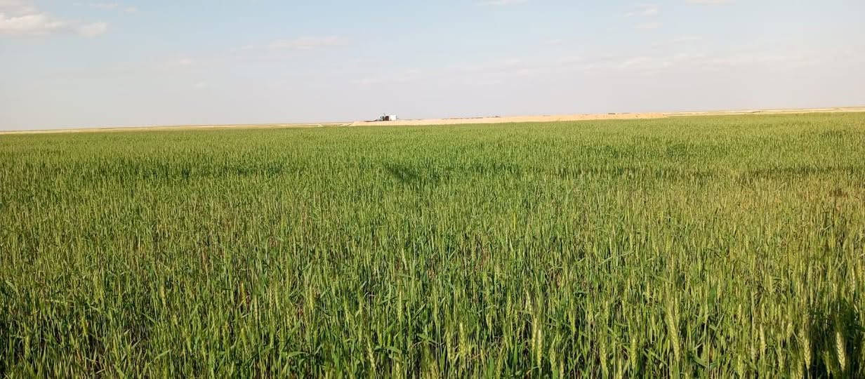 ارض زراعيه للبيع المساحه 10,000 دونم
 الموقع باديه السماوه ارض الحشد اغلبها مستصلح 
تحتوي على
 مرشات عدد 4 محوريه كل مرش يغطي 120 دونم 
 بيها 9 ابار
 وغطاسات 3 
طاقه كل غطاس 70حصان . 50حصان . 40 حصان
وحوض ماء
 الابعاد 75متر طول ×25 متر عرض ×2متر عمق

ومولدين 250 Kv 
 وخزانات كاز 2 كل واحد 5000 لتر 
كرفانات عدد 2 
الصور من زراعة الموسم السابق
الموقع السماوة البادية مزارع الحشد على شارع الصلصال 
0780 000 2092
