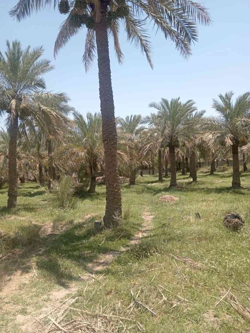 سلام عليكم
بستان ظمان ساير لعدد 60 نخله لقرنه لشرش
***********
