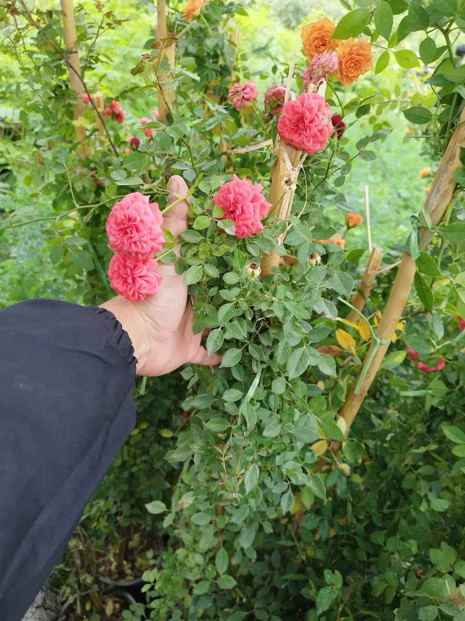 سلام عليكم توفر متسلق النسرين احجام كبيره والوان مختلفه 
عنوان الطي قرب سيطره الزنجيل جرد الملالي 
توصيل مجاني داخل التاجي والطي 
***********
