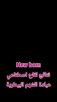 عجل سمنتال • تلقيح اصطناعي • كركوك الحويجة