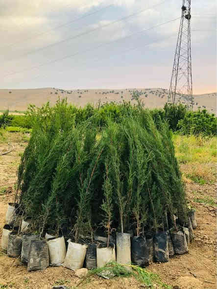‎تەنها ۲ هەزار .  !!!!!!!!!!!!!!!!!!!!!!!!!!!!!!!
‎سەرو(سنەوبەر)ی عامودی
‎‏‎نەمامەکان لەکیس دان ئەتوانیت ئیستا بیانچینیت 
‎نەمامی ۸٠ سانتیم تا مەتر و سی سانتیم نرخی ۲ هەزار
‎لە ۸٠ سانتیم بچوکتر 
‎نرخی ۱٥٠٠
‎گەیاندن ھەیە بۆ ھەمو کوردستان  
‎گەر نەمامە کان ھەمان وەسف نەبون ئەتوانیت پێش ئەوەی وەری بگریت بیگەرینیتەوە 
   ***********
   ***********
‎📌 ناونيشانی نەمامگە 
‎ رانيە—گوندی كانيماران رانية
