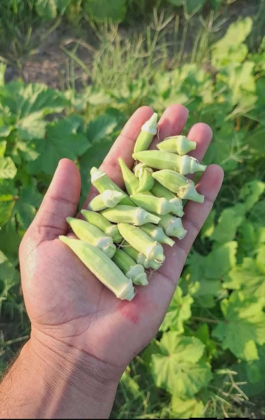 يتوفر بامية تازه جديده مسلوكه ساكه خفيفه جاهز لطبخ يتوفر سبزي محموس حمس جيد مثروم ثروم يد يتوفر خدمه توصيل @


**إذا كنت صاحب هذا الإعلان وتريد حذفه لأي سبب، رجاءا أرسل رسالة إلى الدعم الفني**