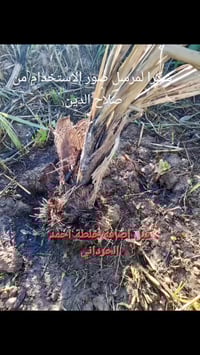 خلطة أحمد الحرداني • قبل وبعد • صلاح الدين