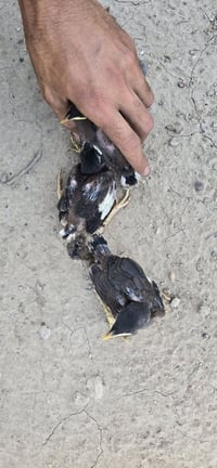متاح لبيع مينه ٣تك افراخ 07870669268