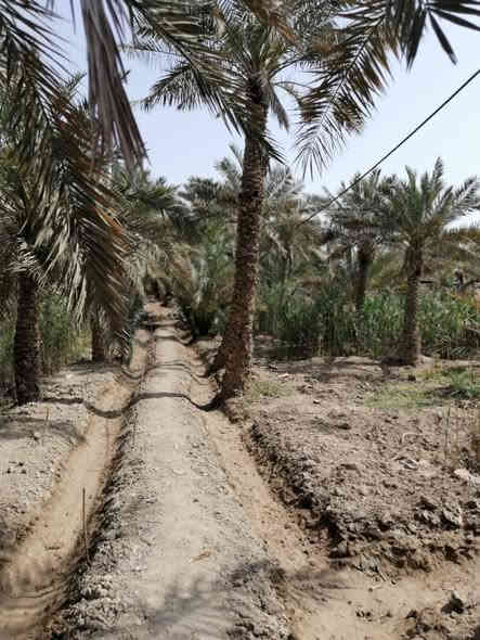 دار سكن طابقين في ابي الخصيب /البلد طابو صرف عرصه المساحة 707 متر مربع بناء  التسعينات مع مشتمل + ديوان مستقل بناء 2016 اضافة الى بستان مساحته 750م طابو مستقل مع بستان ثاني طابو مستقل ايضا مساحة ٧٠٠م (ثلاثة طابوات مستقله) وعلى نهر يحتوي على ٤٠ نخله ١٣ برحية والباقي انواع كنطار وبريم وعويد وساير وسكري وحلاويات ٤ السعر 425 مليون وبي مجال 
للاستفسار الاتصال واتساب  ***********
