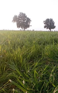 كتاب ذوي الشهداء • كامل • بعقوبة تقاطع القدس