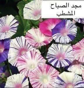 متاح لدينا بذورها بذور و شتلات نبات ورد متسلق مجد الصباح الوان لطلب والحجز واتساب
*********** السماوه أو مراسلة الصفحه يوجد خدمة توصيل طلبات داخل السماوه ولكافة المحافظات لباب البيت أنواع البذور الاستوائية النادره
