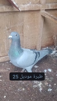 #سلام #عليكم #شباب #ماشالله #تبارك #الرحمن   متاح طيرة وفحل على وجه مب...