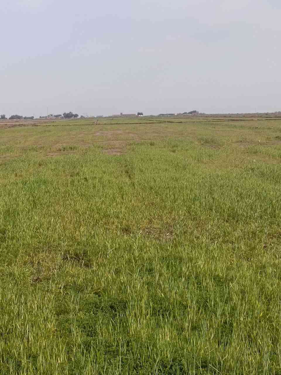 شروه للبيع 50دونم بسعر مناسب الشذيريه قرب معامل  الطابوق أتصال عل الرقم ***********0 أو خاص
