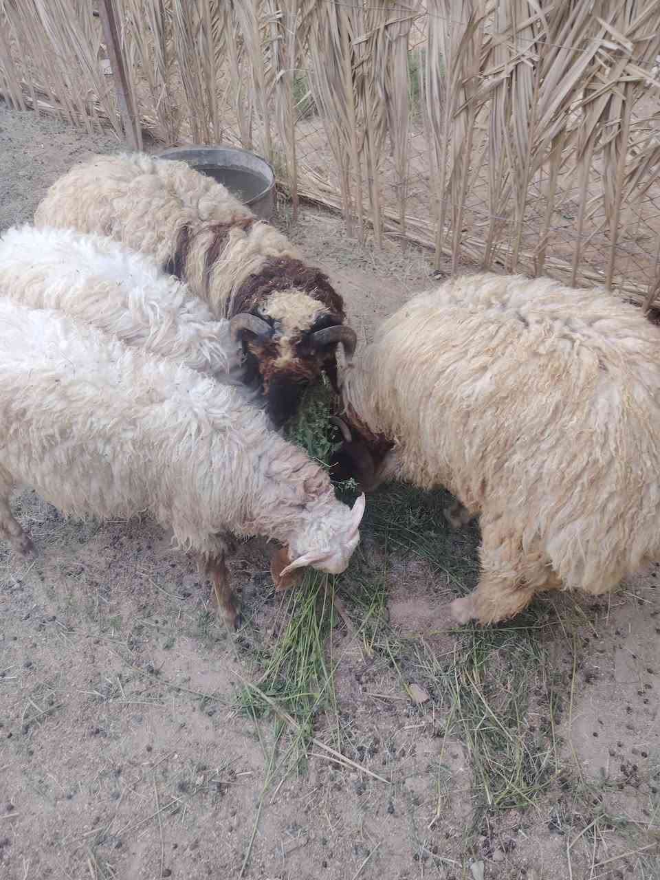 السلام عليكم
4 طليان ربط شرط النصاح معالفات وجاهزات تريدهن ربط تريدهن لحم سعر الكبار 750 وبي مجال قليل والصغار 650 وهم بي مجال
***********
