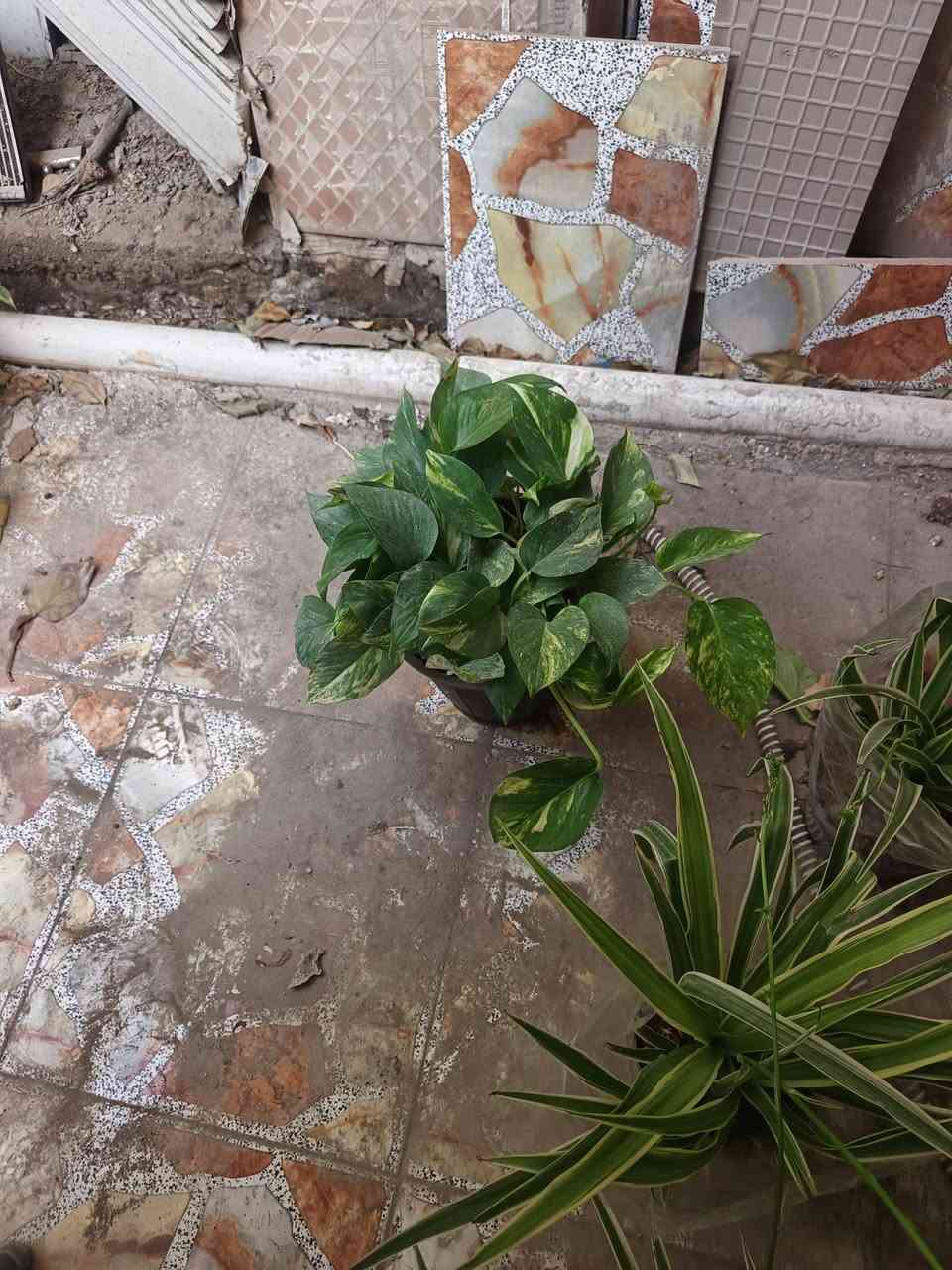 ٣ نباتات داخلي وخارجي درجه اولى بسعر ١٠ فقط 
متوفر توصيل داخل وخارج المسيب


**إذا كنت صاحب هذا الإعلان وتريد حذفه لأي سبب، رجاءا أرسل رسالة إلى الدعم الفني**