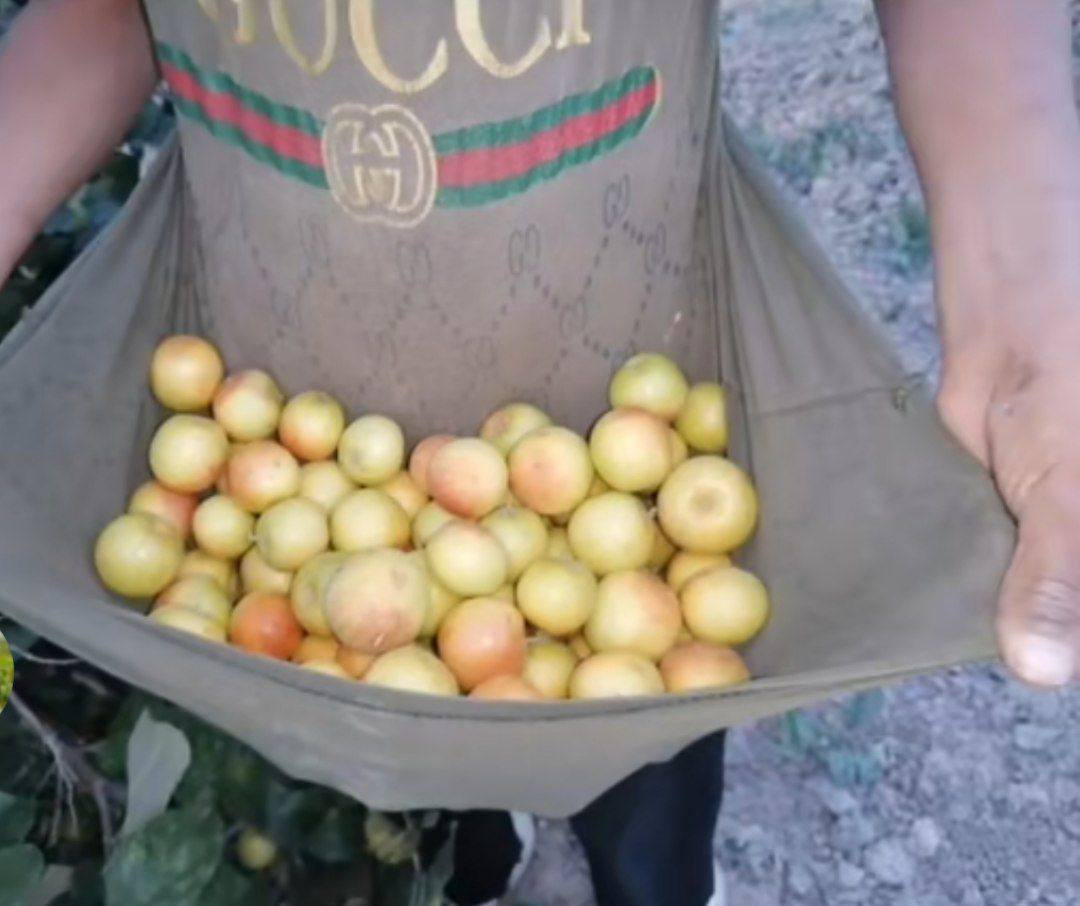 السلام عليكم 
موعد تطعيم السدر اي واحد عندة سدرة يريد يطعمة بسعر مناسب يراسلني ويدلل


**إذا كنت صاحب هذا الإعلان وتريد حذفه لأي سبب، رجاءا أرسل رسالة إلى الدعم الفني**