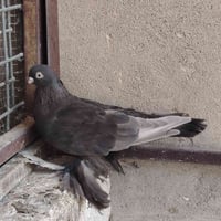 طيرة للبيع متل ما موجودة في الصورة سعر ٣٥ الف للتواصل 07506642017