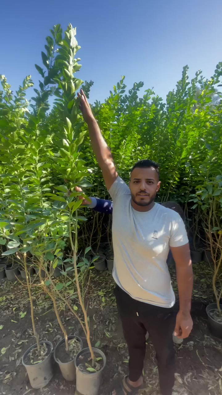 السلام عليكم يتوفر حامض + برتقال + لالنكي + سندي + رارنج كيس ارتفاع متر ونص لحد مترتين + برتقال + لالنكي + رارنج + سندي سندان ارتفاع مترتين لحد ٣ متر اسعار جمله فقط مكاني بغداد الكريعات رقم الهاتف ***********
