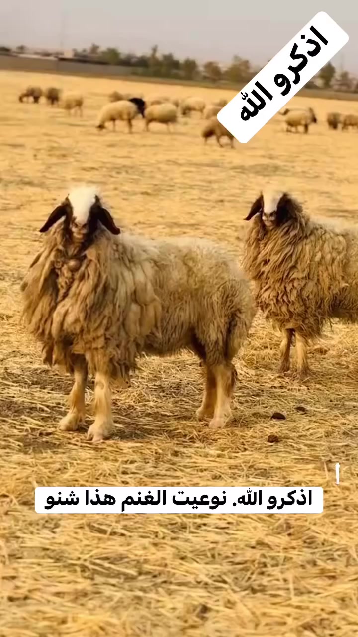 هذا نوعيت الغنم شنو ماشاءالله تبارك الله #نعجه #الغنم #الثروه_الحيوانيه #ماعز #تيس


**إذا كنت صاحب هذا الإعلان وتريد حذفه لأي سبب، رجاءا أرسل رسالة إلى الدعم الفني**