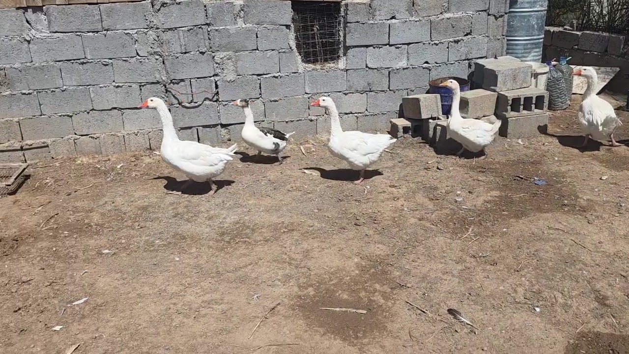 چوار قاز ماسی اڵمانی ڕەقەم یەک دوومیە دوو نیرە لەکەلارە ***********
