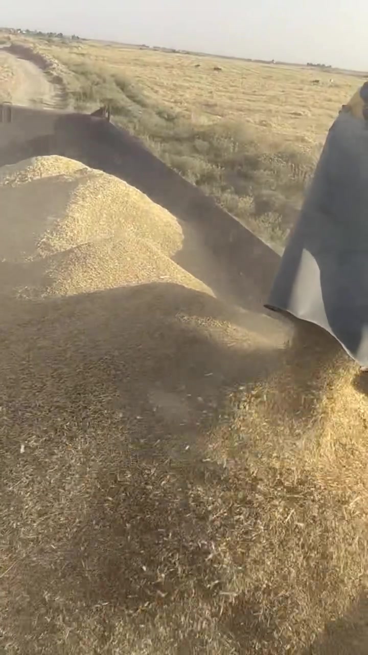 حنطه وشعير علف شبيشه تريله طعام

***********
