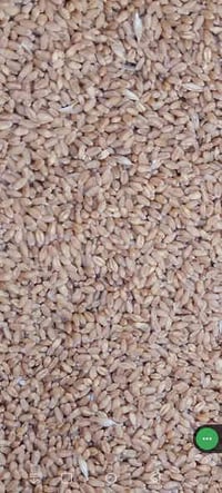 حنطه النزار • بنت المغلف • النجف الحيدرية