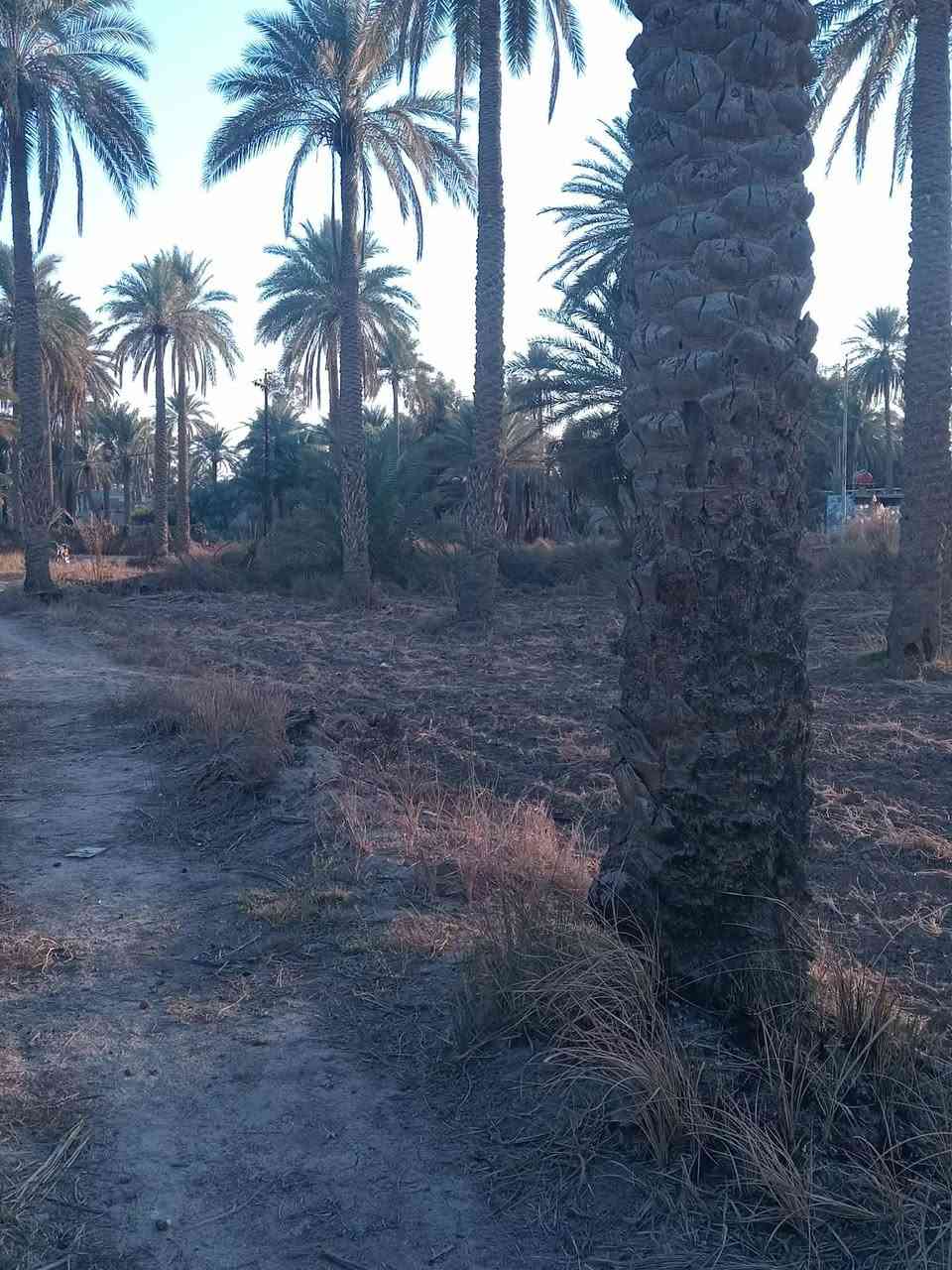 السلام عليكم خمسه دونم لبيع سند25 موجود كافت  الخدمات العنوان كربلاء قضاء طوريج.ام الهوه السنيه اتصل على *********** او المراسله على الصفحة لبقية التفاصيل
