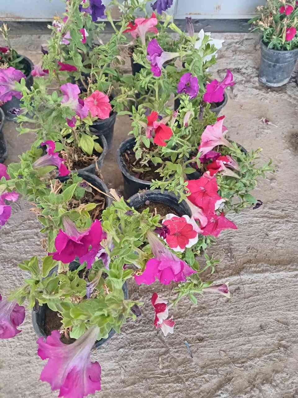 بسم الله 🌹 تم وصول ورد جوري عطري 🏵️ ورود زينه موسميه و دائميه 🌳 أشجار  🌿
رمان
عنب
برتقال
يوسفي
ليمون
تكي
🌺
نبته الهيل
🌿
اكاسيا
البيزيا البخ
🍀
أبو حارث *********** اسيا ***********
الشرقاط الجميله تقاطع الطوب
