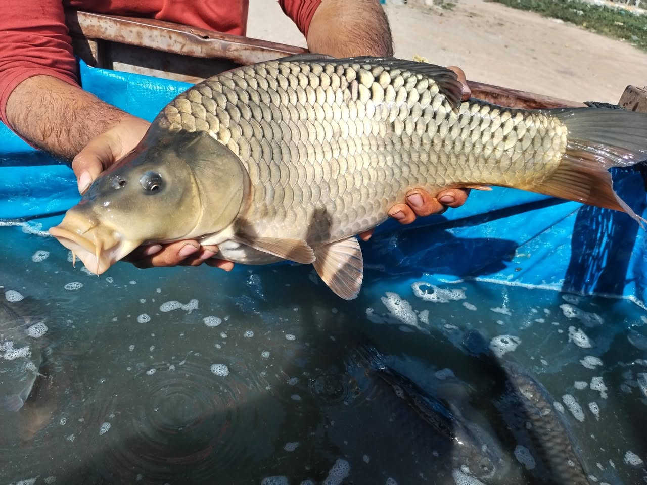 يتوفر لدينا غدأ ان شاءالله سمك عراقي من (بحيراتنا) من وزن 2 كيلو لحد وزن3 ونص كيلو موقعنا تقاطع سبعه نيسان ***********التواصل
