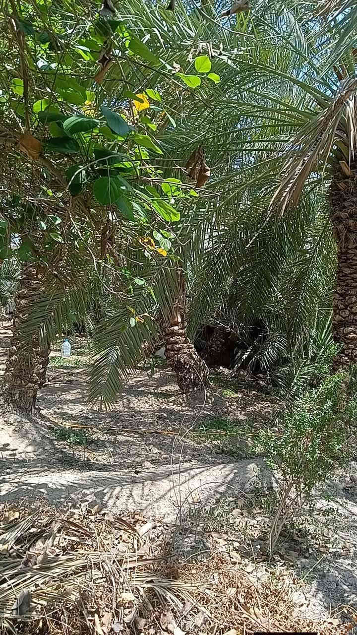 بستان للبيع ابي الخصيب باب طويل (خلف سوك ابي الخصيب )/ طابو صرف ملك يتحول بأسم المشتري مباشر/ مساحه 1000 متر  // يحتوي على دار سكن 3 غرف نوم وديوانيه صاله مطبخ حمامات// بستان حلو ومرتب مزروع نخل وشجر انواع سدر  و البستان علا شارع تبليط خلف البستان نهر جاري ( سعر 160 بيه مجال لشراي)
للاستفسار الاتصال على ***********
